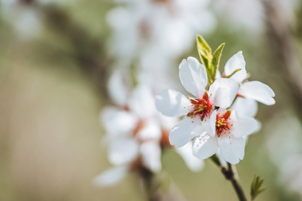 Almond Blossoms Free Photo