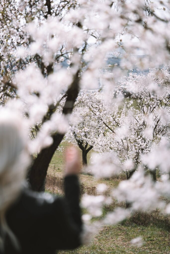 Almond Orchard Trees Free Photo