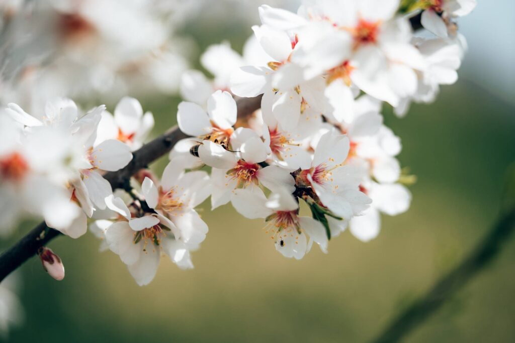 Almond Tree Blossoms Free Photo