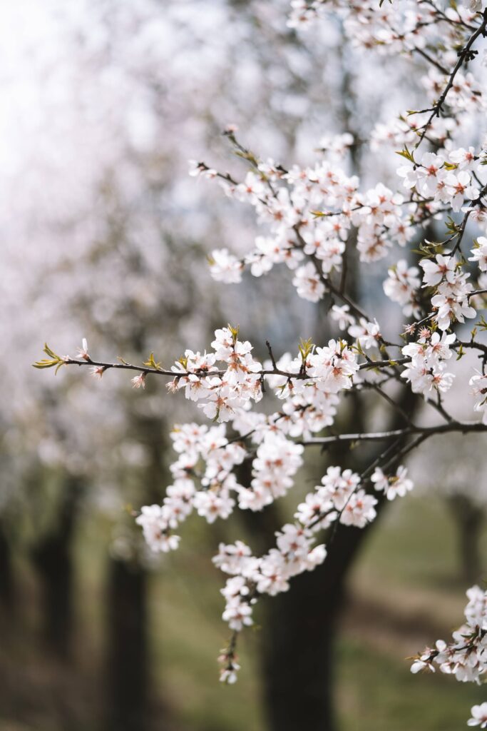 Almond Tree Close Up Free Photo