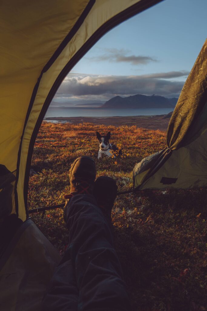 Amazing Camping Tent View with Husky Dog Free Photo