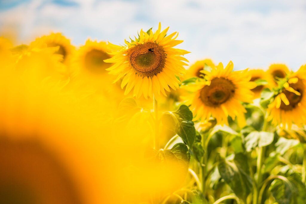 Another Colorful Sunflower Field Free Photo