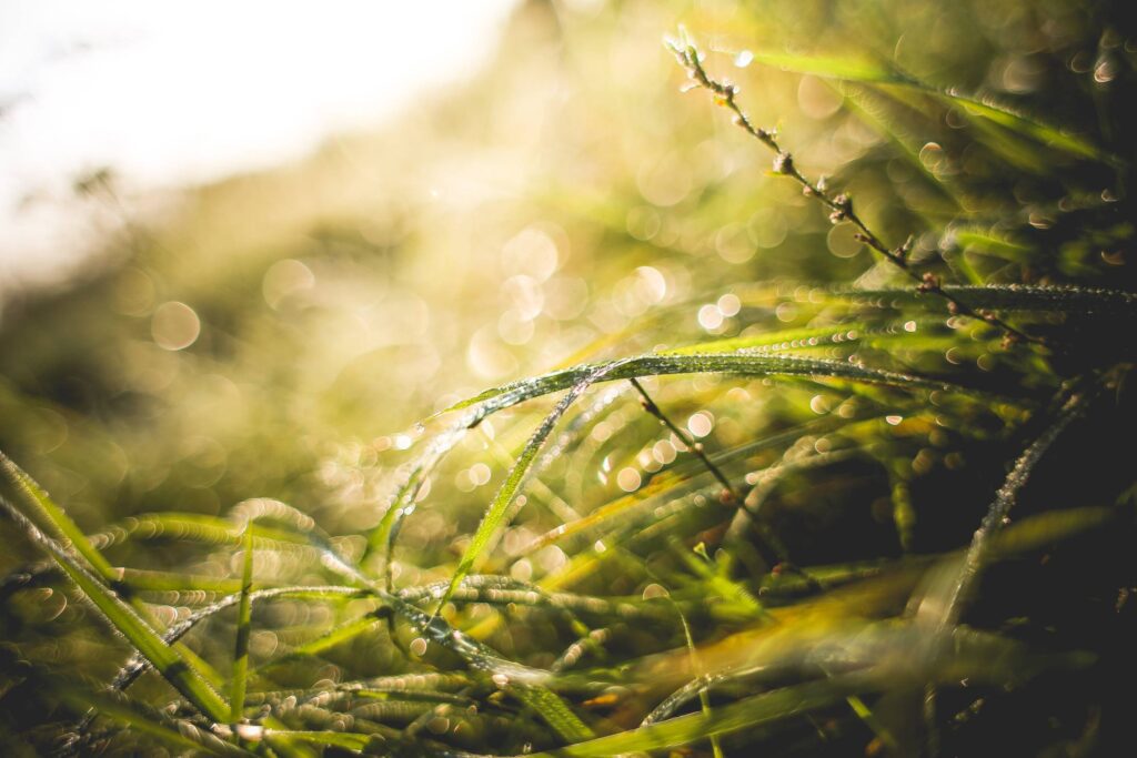 Another Sunny Morning Grass Shot Free Photo