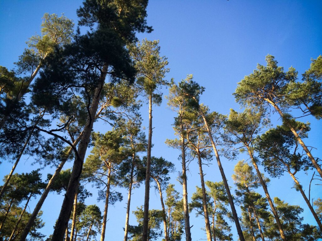 Another Trees in the Forest Free Photo