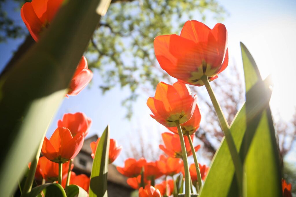 Another Tulips from below Free Photo