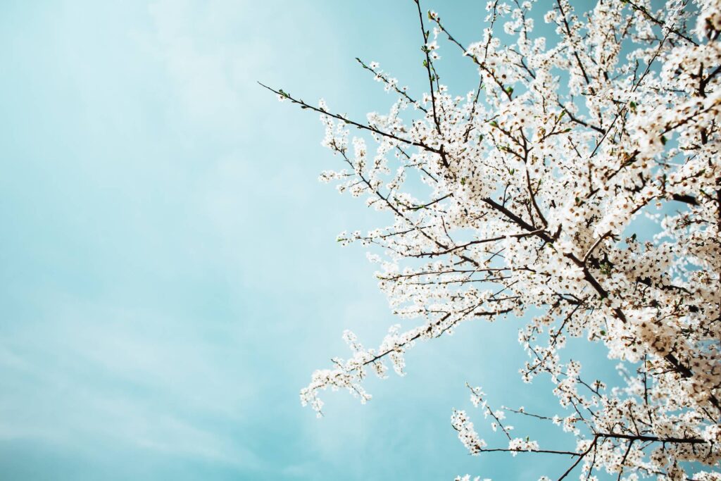 Apple-Tree and Blue Sky Free Photo