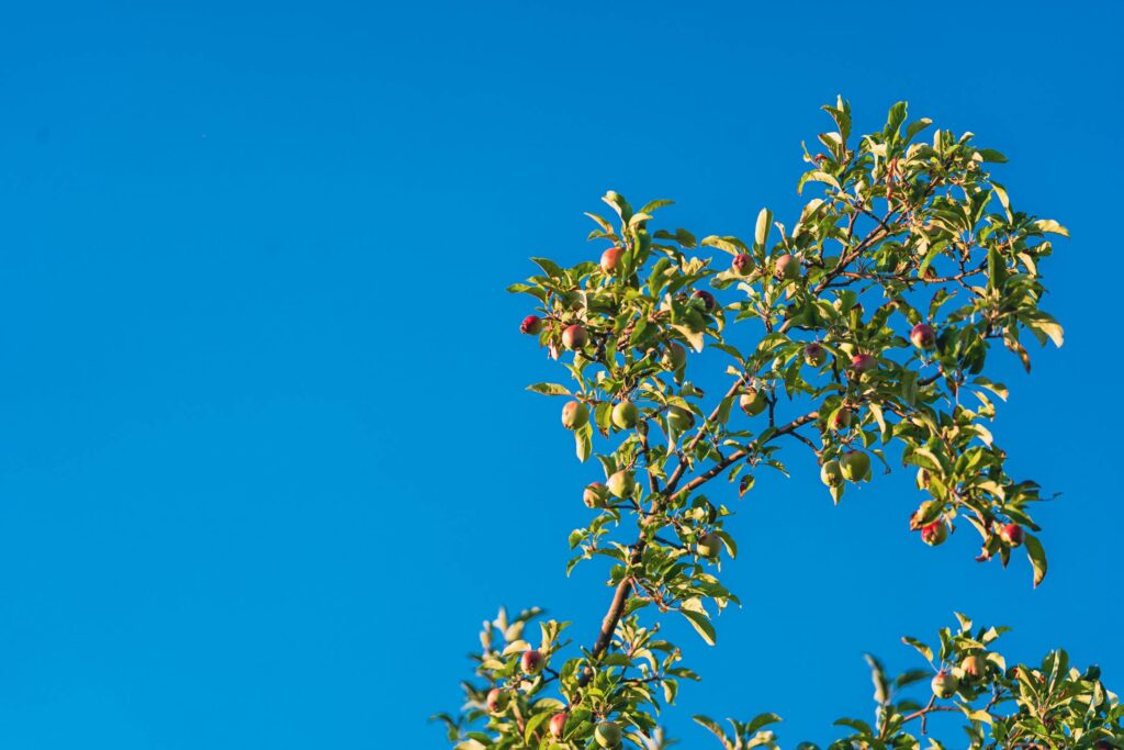 Apple Tree Branch and Blue Sky Free Photo