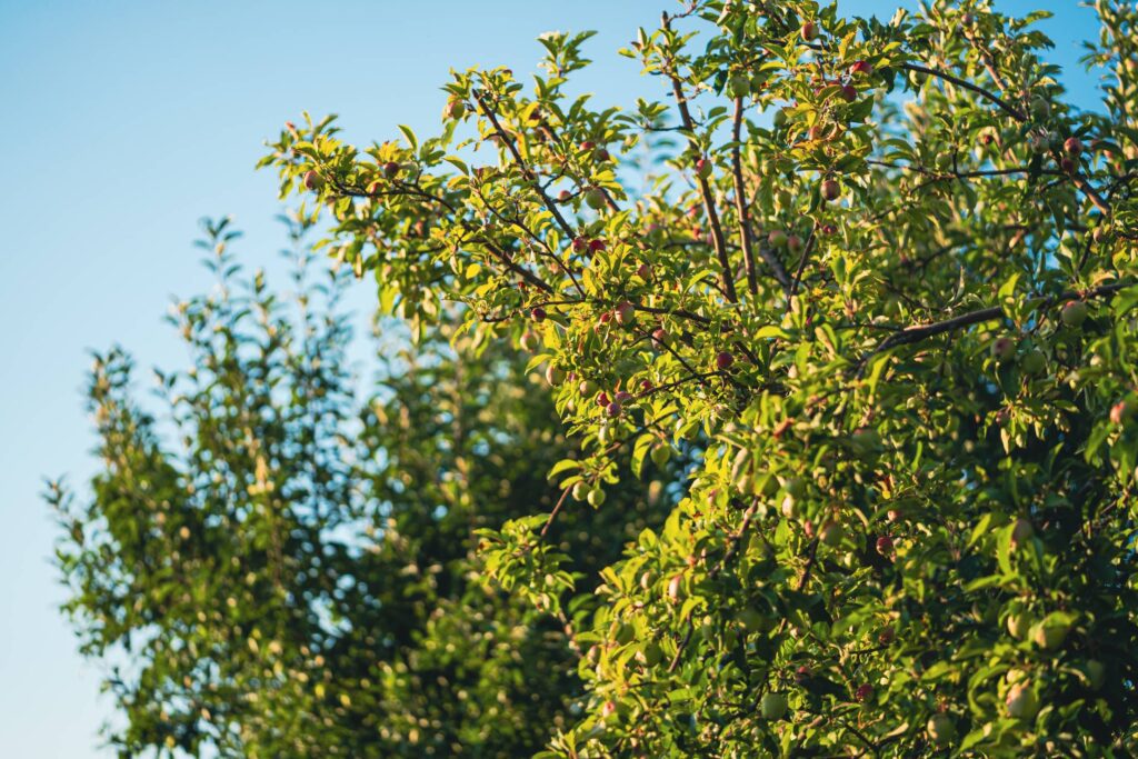 Apple Tree Free Photo