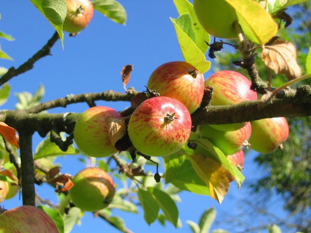 Apple tree Stock Free