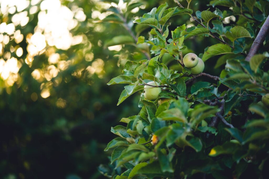 Apples on Apple Tree with Copy Space Free Photo