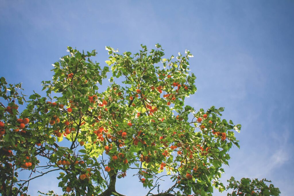 Apricot Tree in the Sky Free Photo