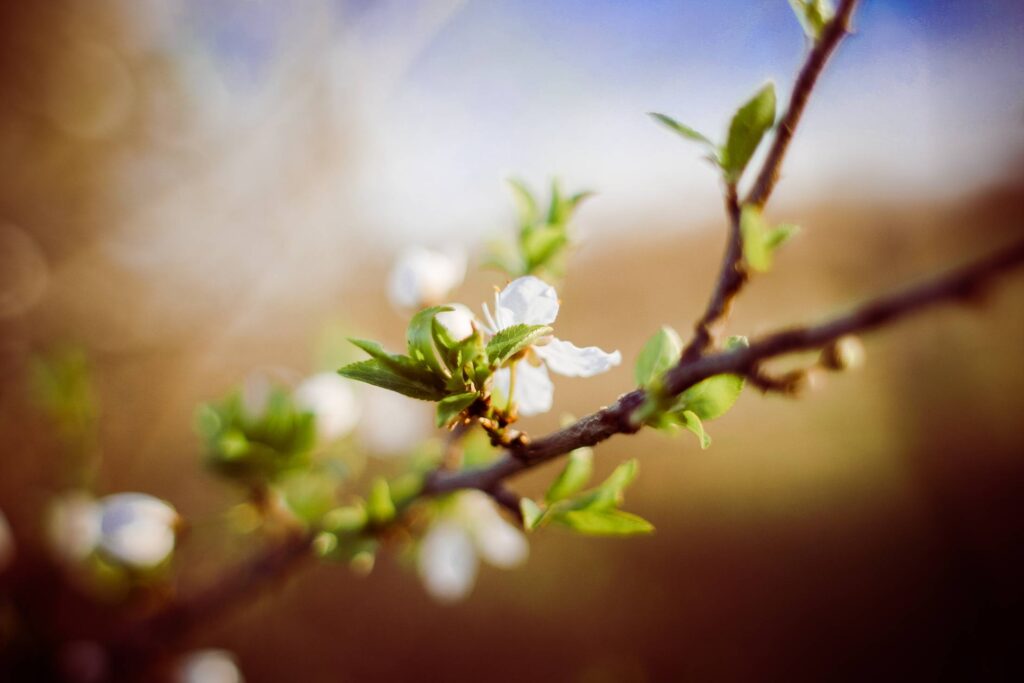 Are you prepared for spring? Free Photo