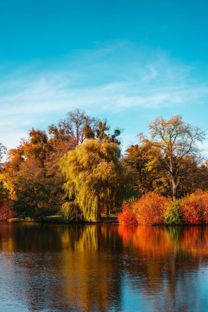 Autumn Colorful Trees in Fall Colors over a Lake Free Photo