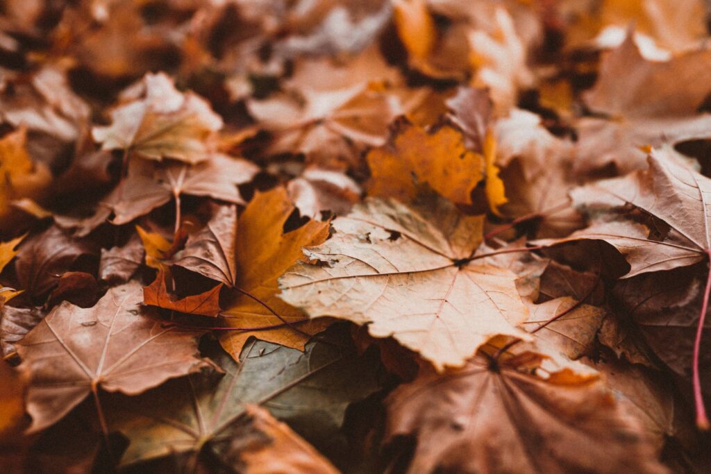 Autumn Fallen Leaves Free Photo