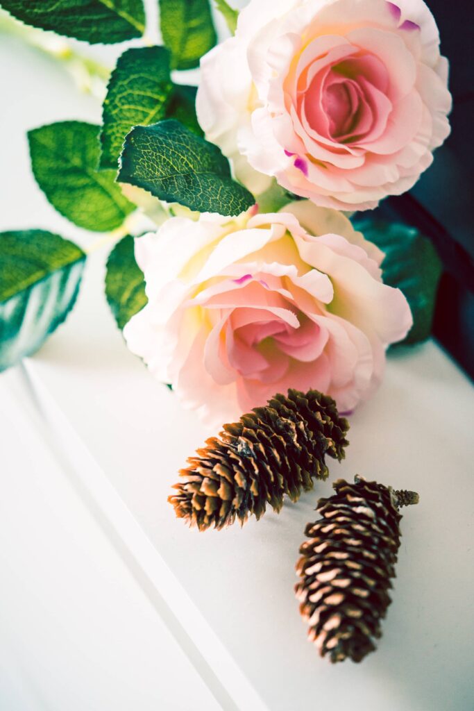 Autumn Feeling: Roses and Cones Free Photo