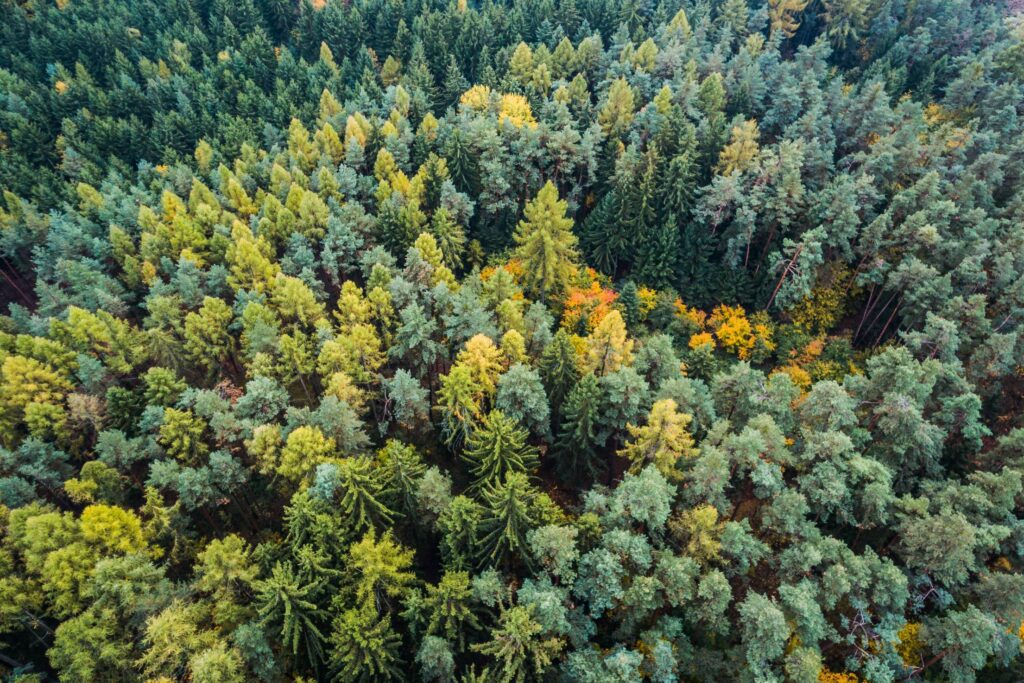 Autumn Forest From Above Free Photo