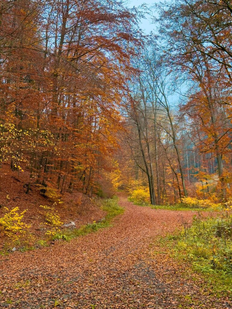 Autumn Forest Path Covered with Fallen Leaves Free Photo