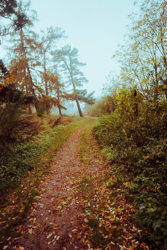 Autumn Forest Path Free Photo