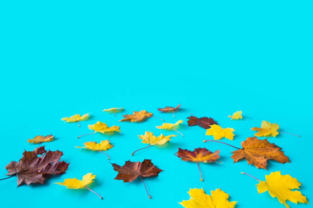 Autumn Leaves Flat Perspective with Room for Text Free Photo