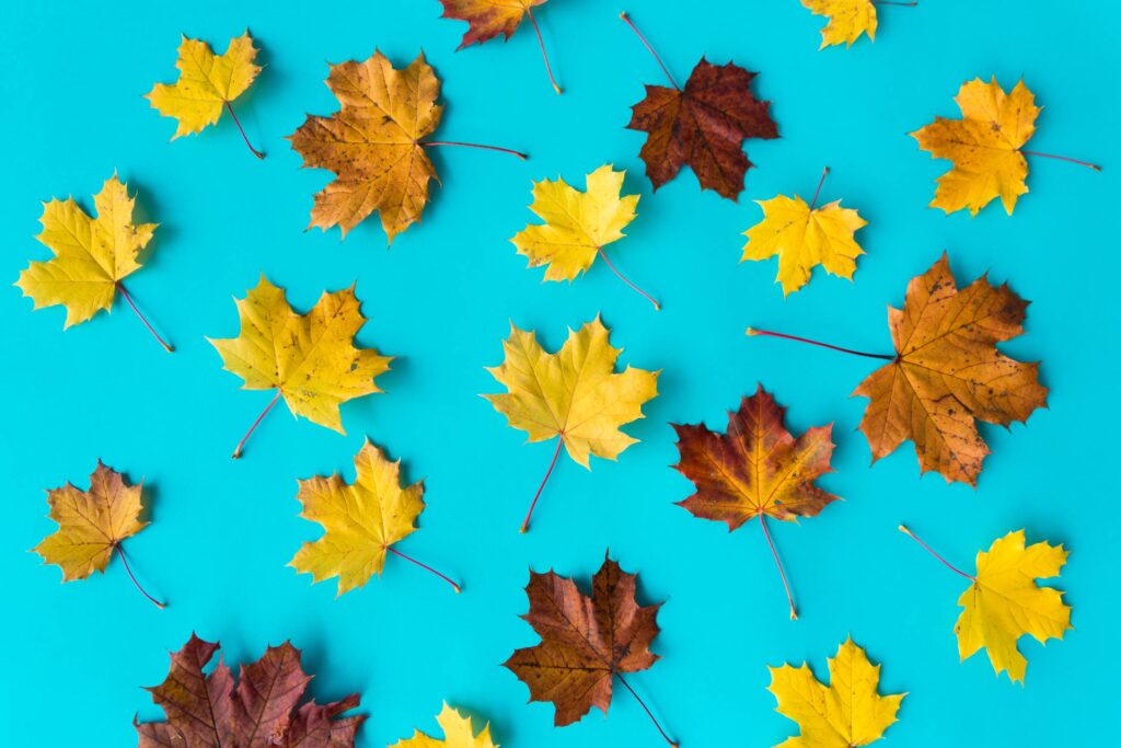 Autumn Leaves on Flat Blue Background #2 Free Photo