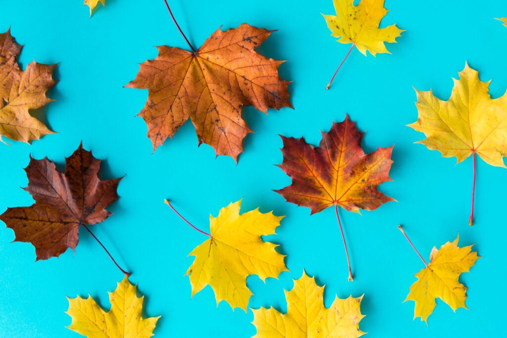 Autumn Leaves on Flat Blue Background Free Photo