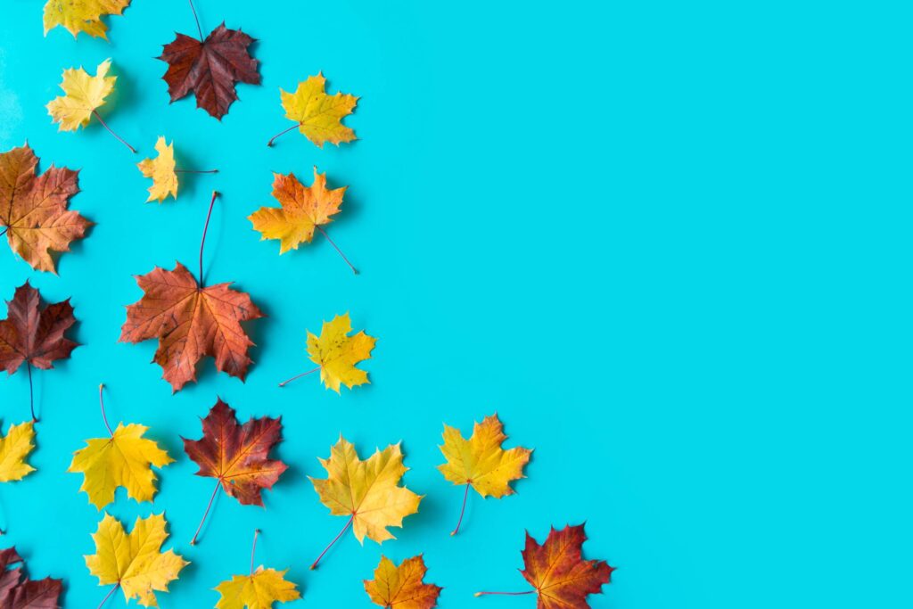 Autumn Leaves on Flat Blue Background with Room for Text Free Photo