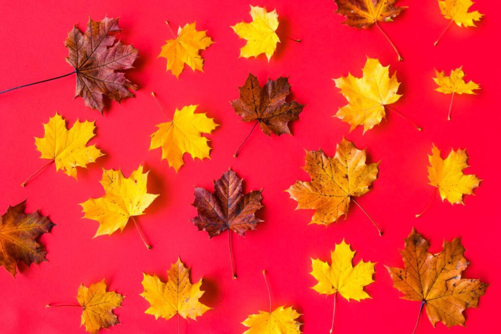 Autumn Leaves on Flat Red Background Free Photo