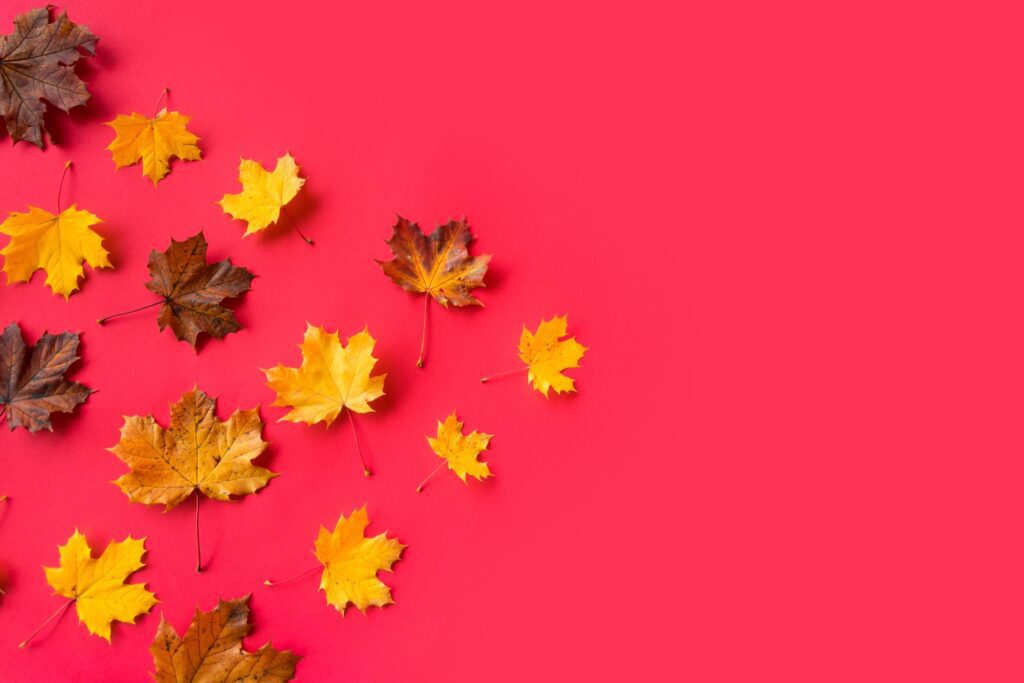 Autumn Leaves on Flat Red Background with Room for Text #3 Free Photo