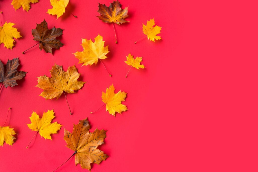 Autumn Leaves on Flat Red Background with Room for Text Free Photo