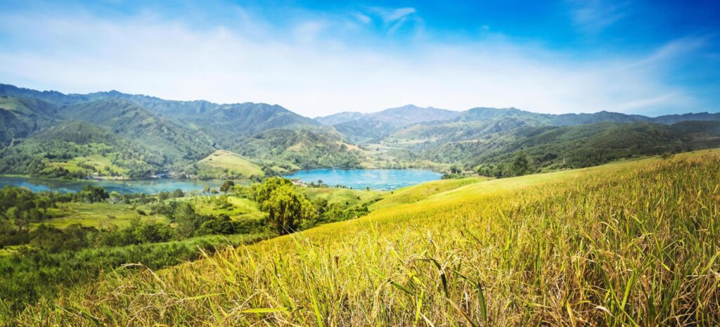 background landscape rice yellow gold. During the harvest season.plant rice on the Moutain. Asian thailand Stock Free