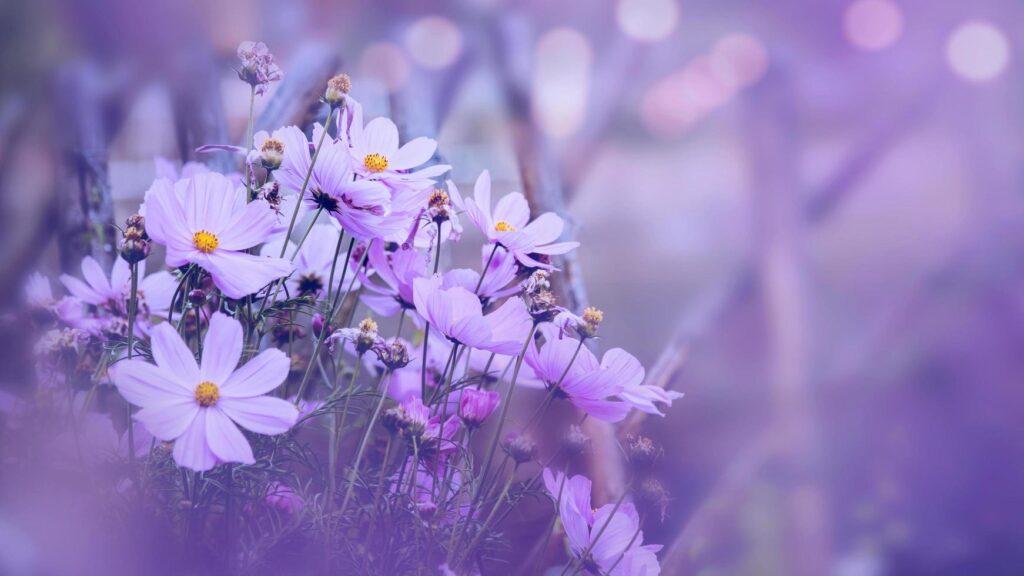 background nature Flower mexican aster. purple flowers. background blur. wallpaper Flower, Space for text. Free Photo