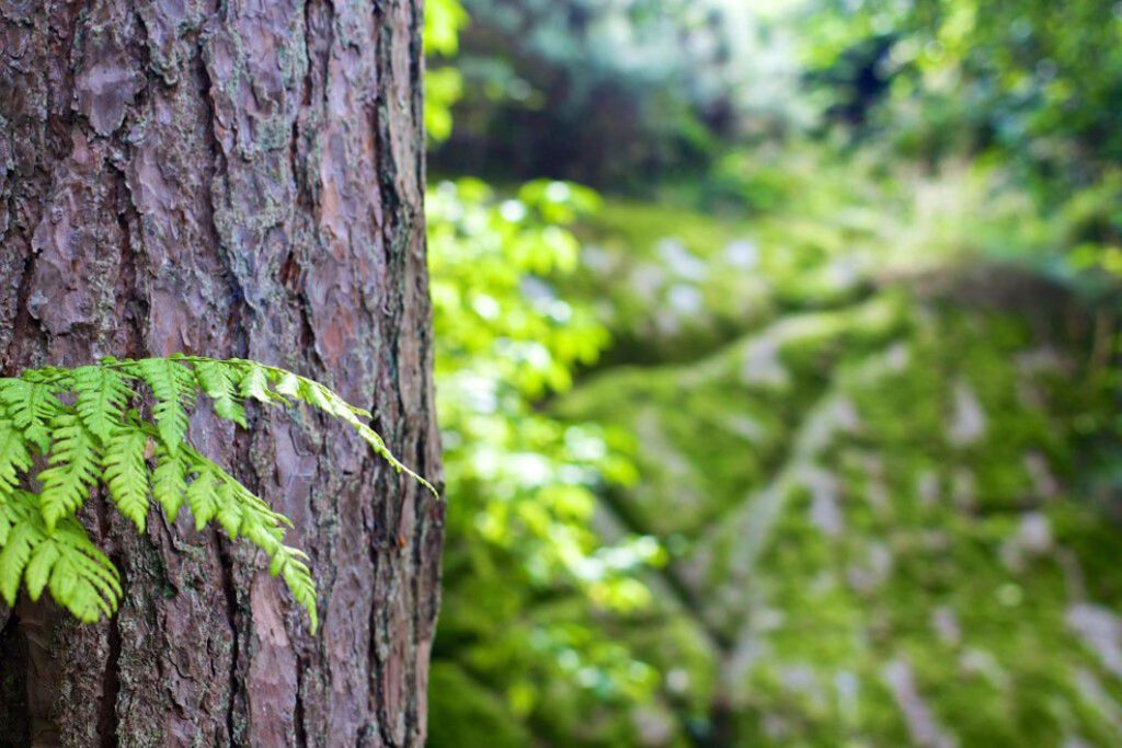 Bokeh Bark Free Stock HD Photo