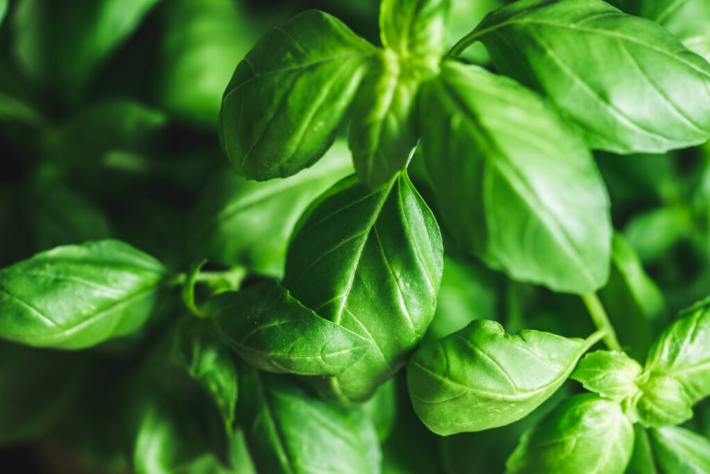 Basil Leaves Free Photo