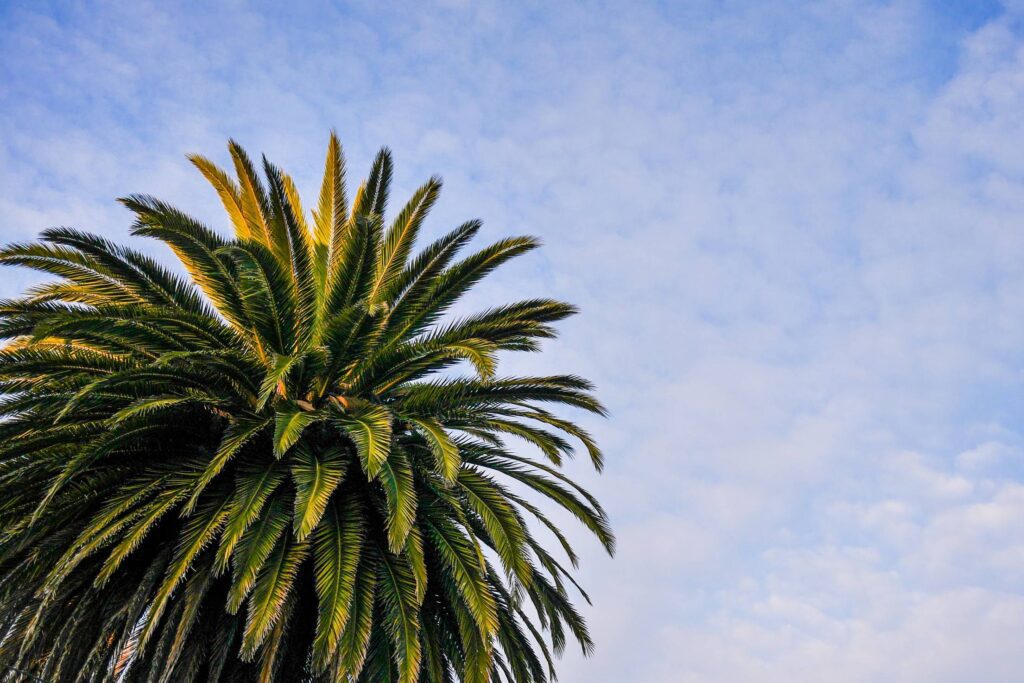 Beach Palm Tree with Cloudy Sky Free Photo