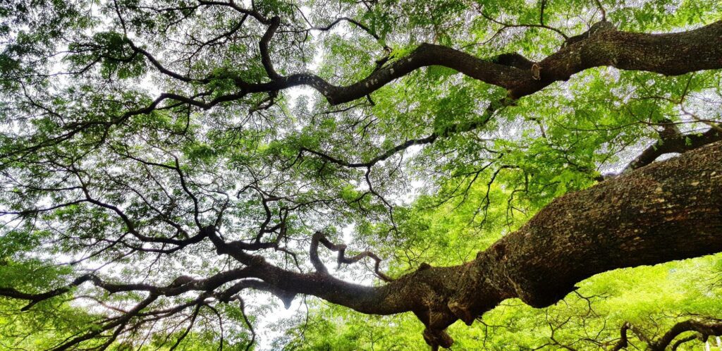 
									Beautiful big tree branch of Giant monkey pod tree with green leaves for background. Beauty of nature, plant growing and Natural Wallpaper concept Stock Free