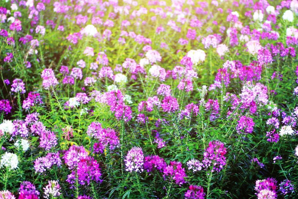 Beautiful blooming pink Cleome Spinosa Linn. or Spider flowers field in natural sunlight. Stock Free