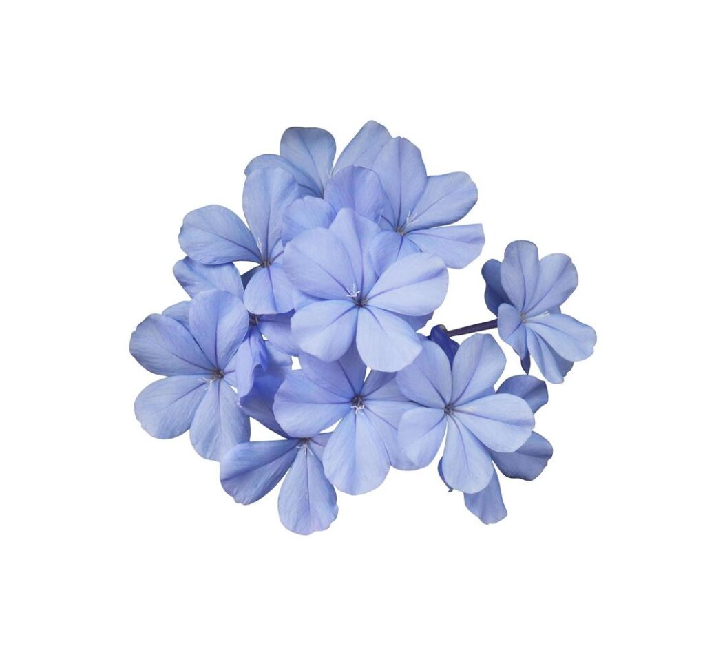 Beautiful blue flowers of Cape leadwort or Plumbago auriculata tree. Close up small blue flower bouquet isolated on white background. Stock Free