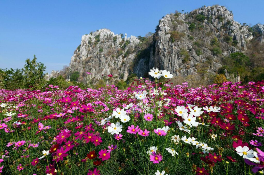 Beautiful cosmos flowers blooming in cosmos field Stock Free