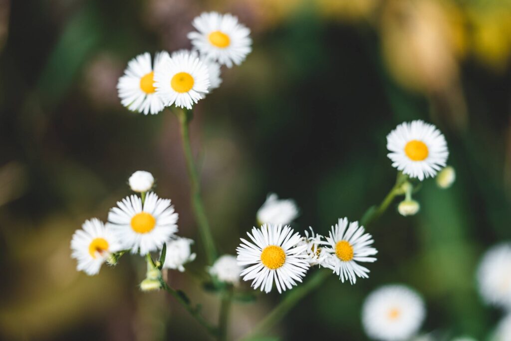 Beautiful Daisy Flower Free Photo