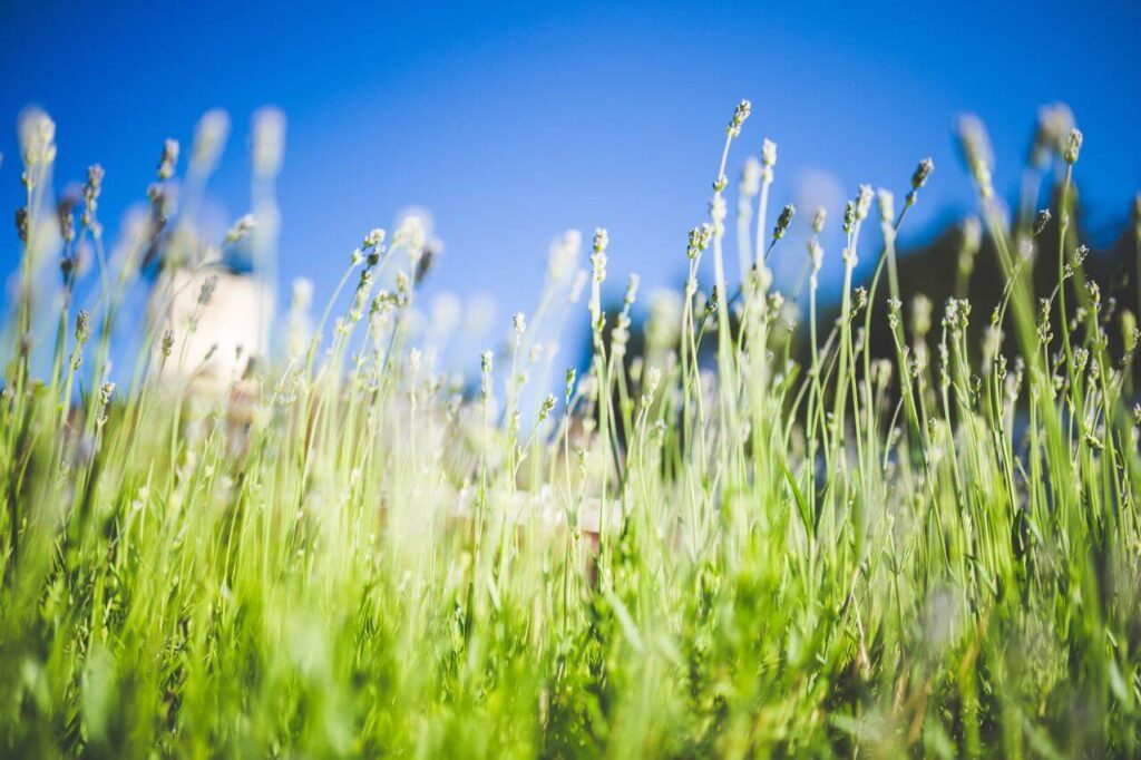 Beautiful Day Plants Stock Free