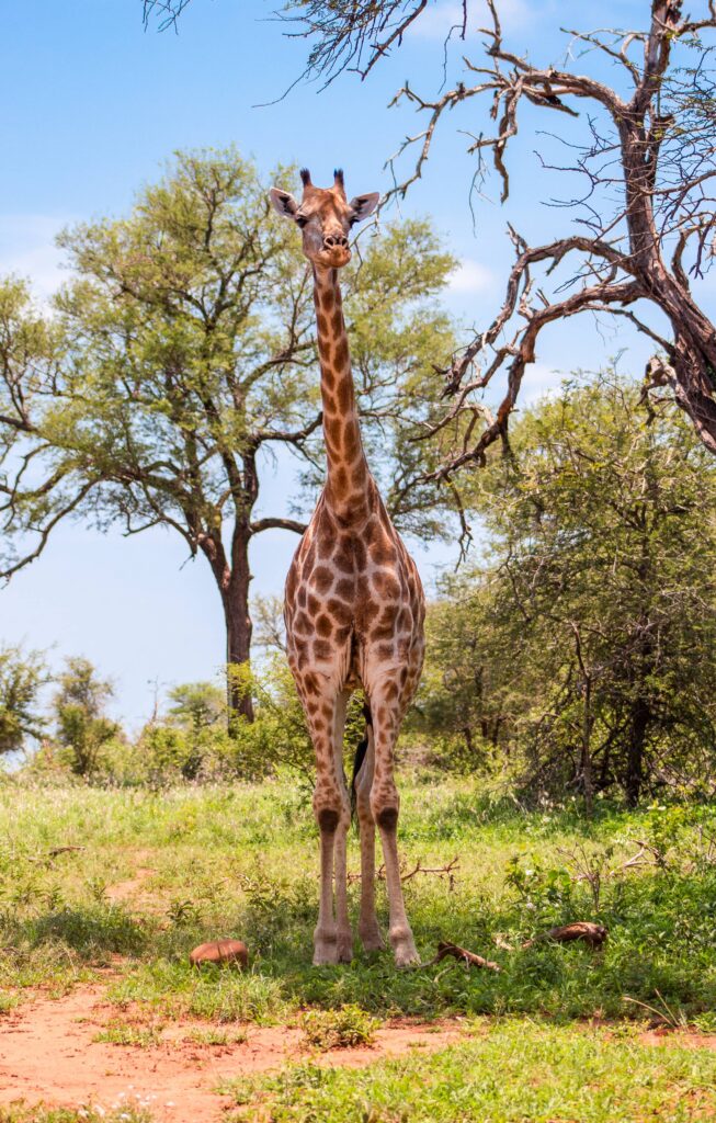 Beautiful Giraffe in The Wild Free Photo