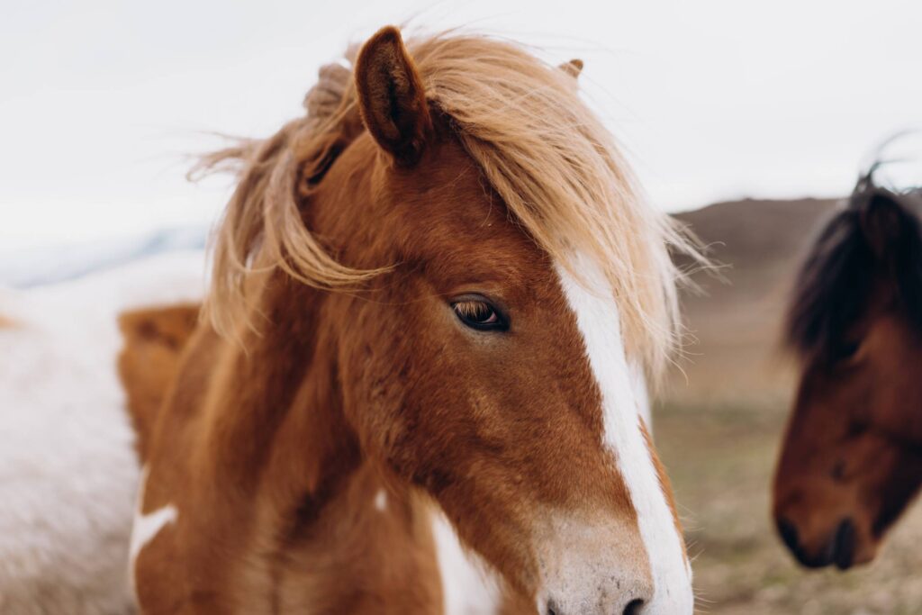 Beautiful Icelandic Wild Horses Free Photo