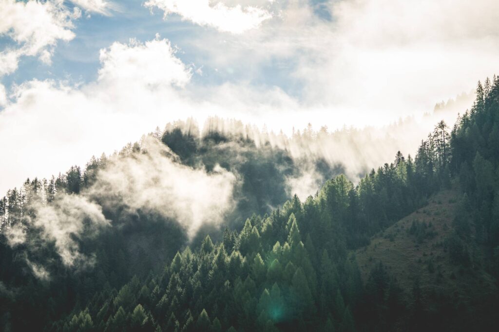 Beautiful Morning Mountain Forest Scenery Free Photo