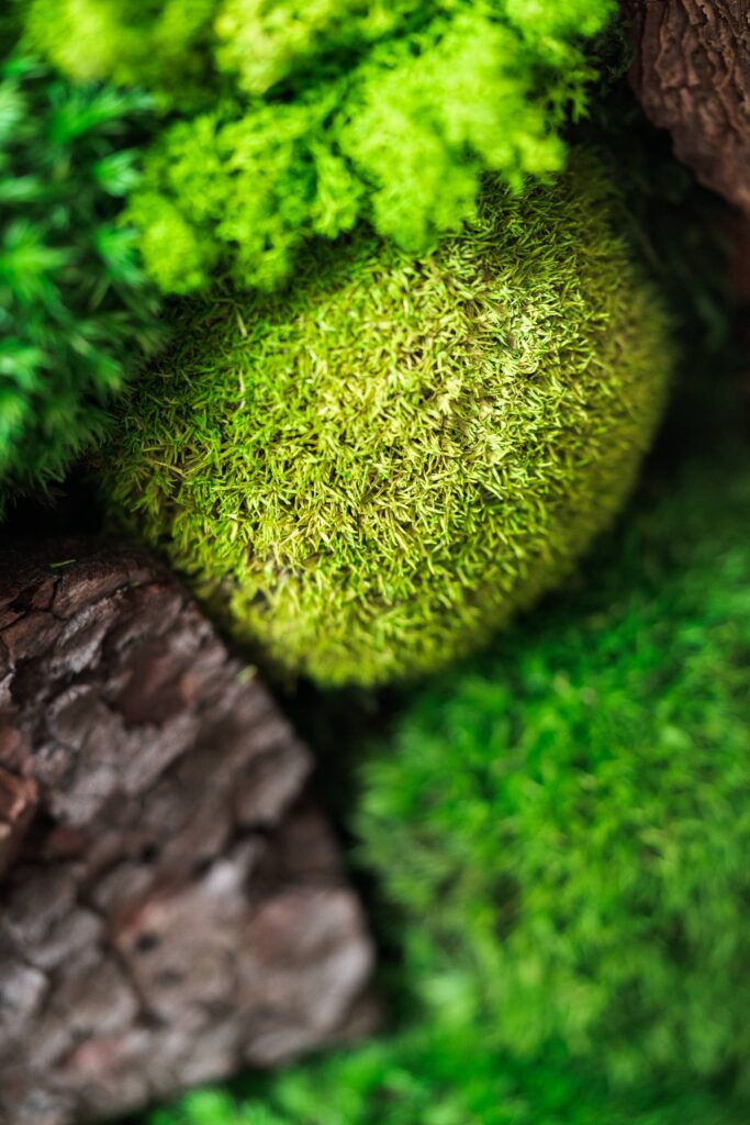 Beautiful Moss with Wood Free Photo