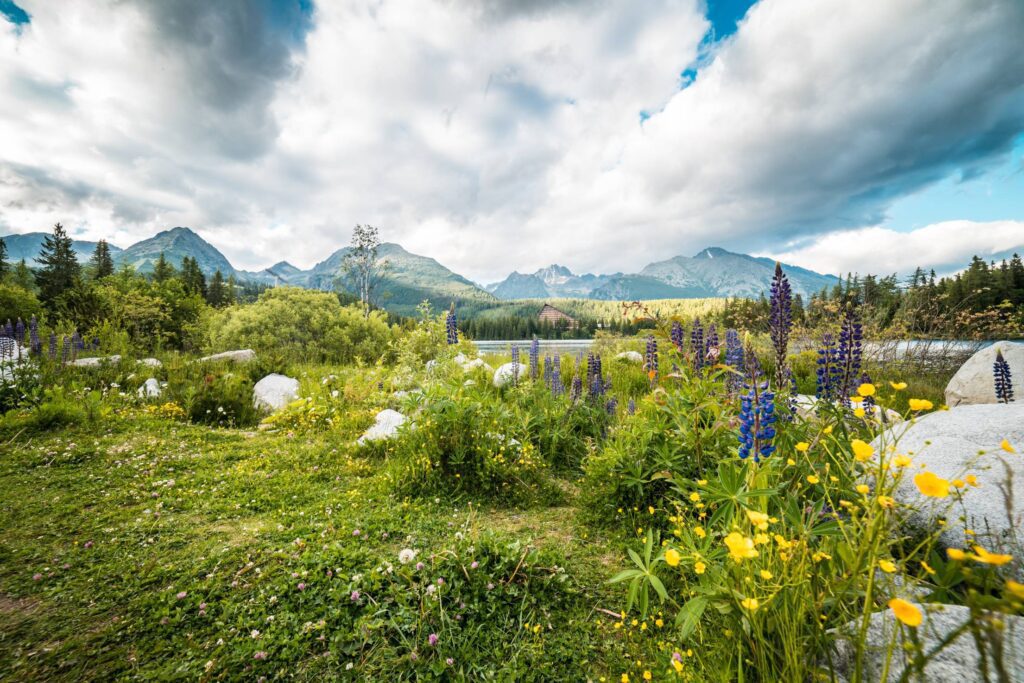 Beautiful Nature in High Tatras Mountains, Slovakia Free Photo