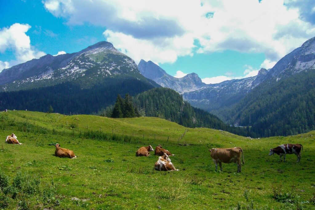 beautiful nature scenery at kallbrunn alm, austria Stock Free