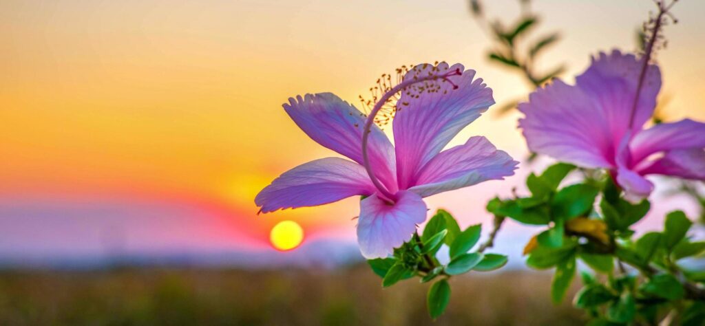 Beautiful of blooming pink hibiscus flower against sunset golden light and blurry soft ten pink hibiscus flower field natural background Free Photo