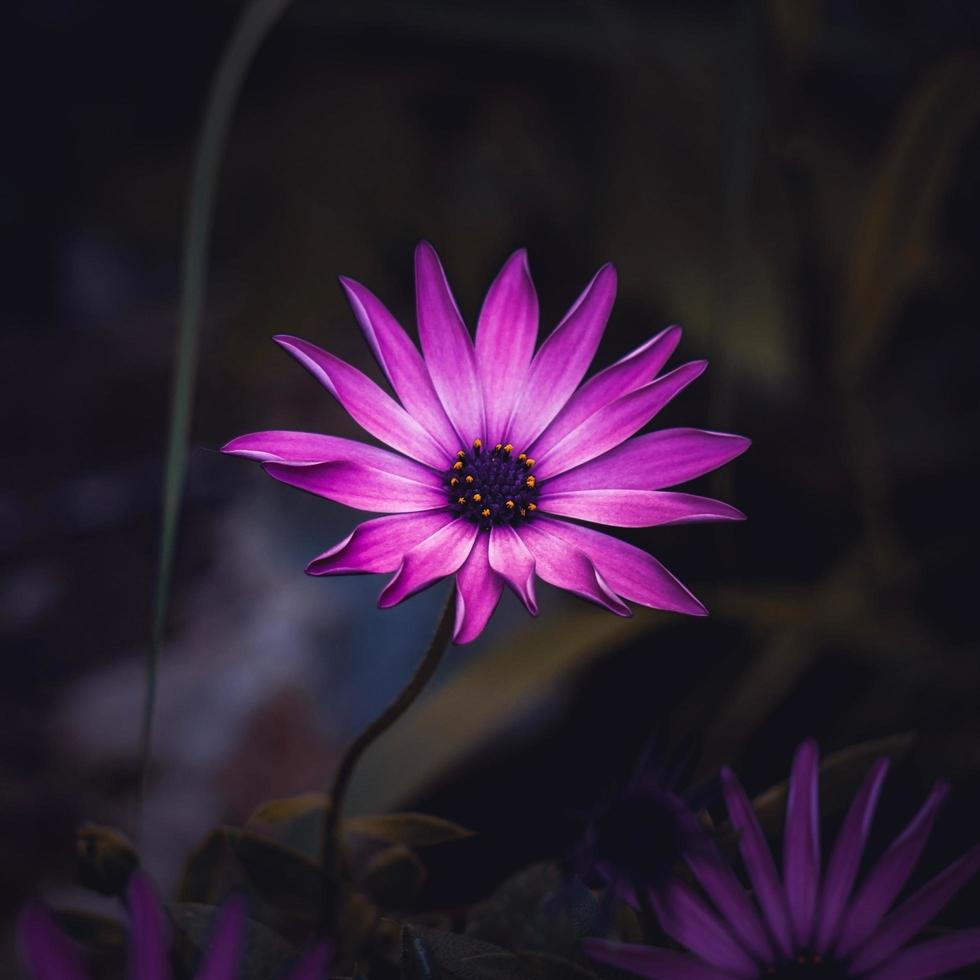 Beautiful pink flower plant in the garden in springtime Stock Free