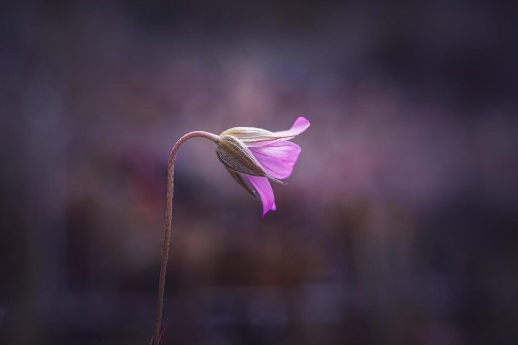 beautiful pink flower plant in the nature in springtime Stock Free