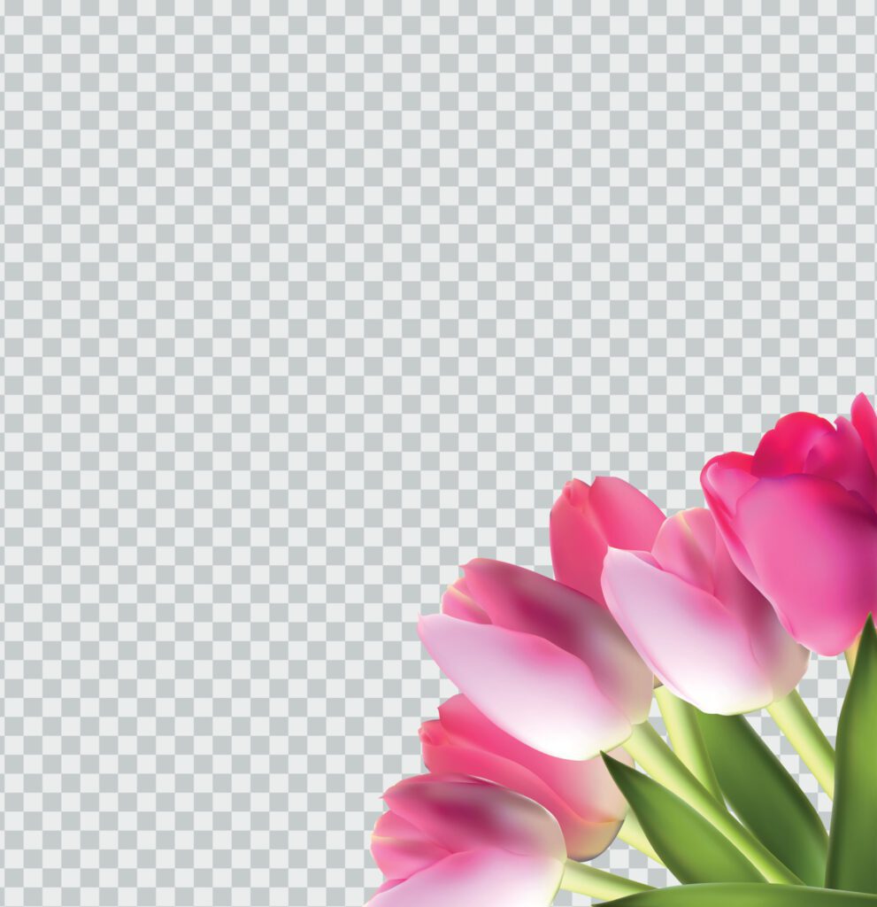 Beautiful Pink Realistic Tulip on Transparent Background Vector Illustration Free Vector